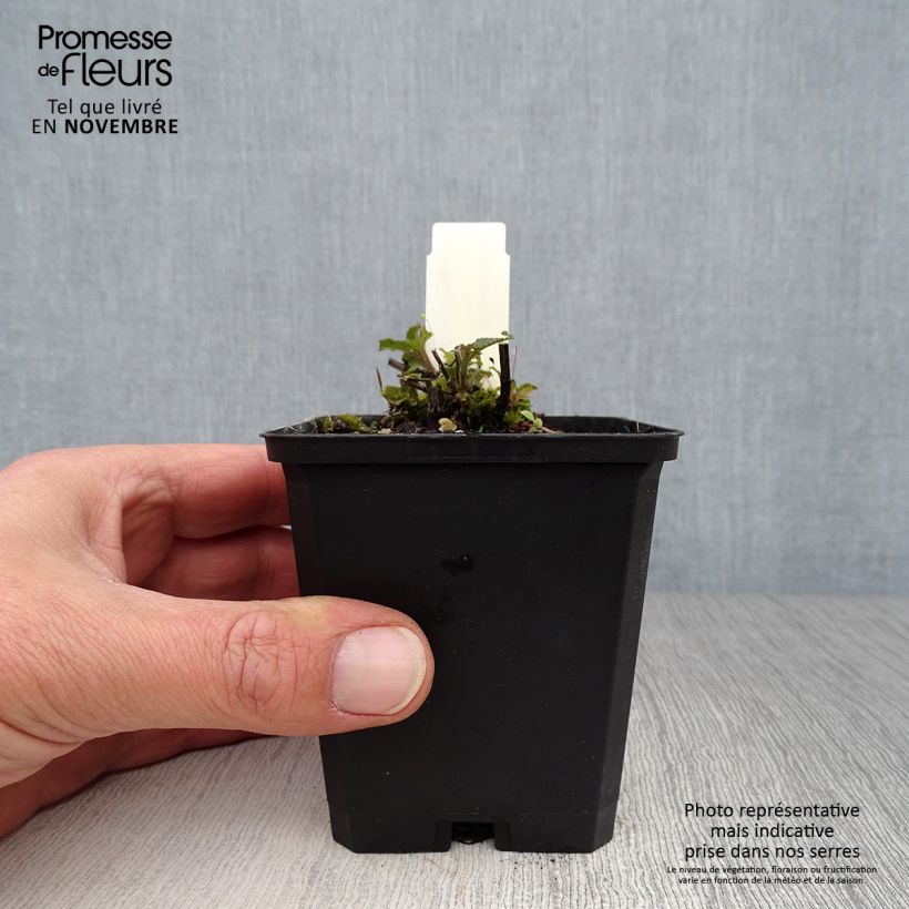 Spécimen de Nepeta nuda Purple Cat - Chataire Godet de 8/9 cm tel que livré en automne