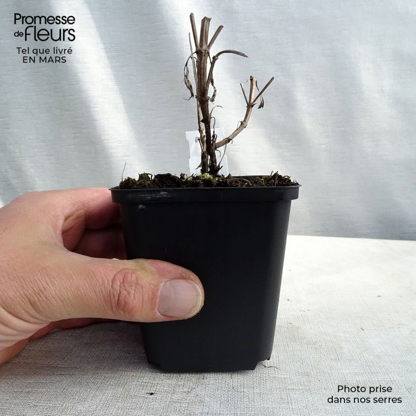 Spécimen de Nepeta nuda Purple Cat - Chataire Godet de 8/9 cm tel que livré au printemps