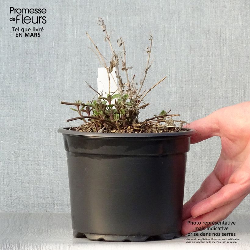 Spécimen de Népéta racemosa Grog - Chataire Pot de 2L/3L tel que livré au printemps