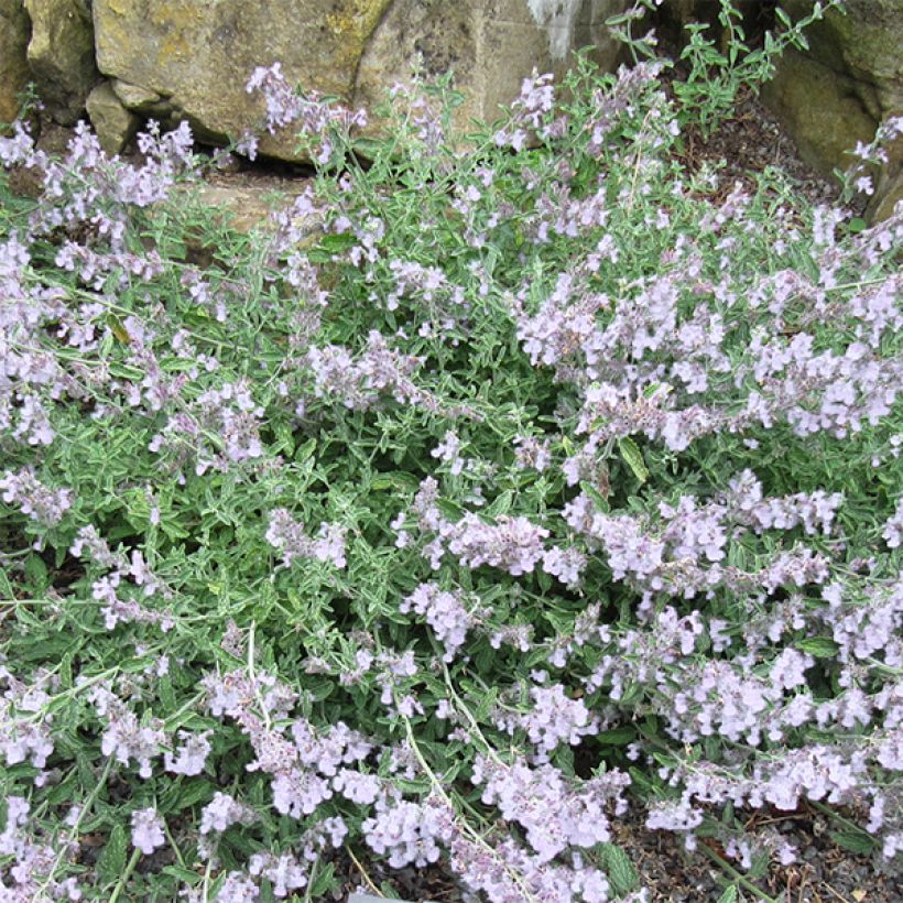 Nepeta racemosa Snowflake - Chataire à fleurs blanches (Floraison)