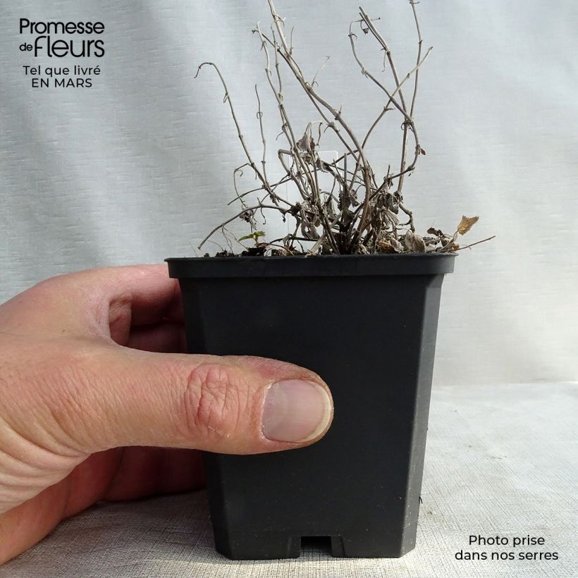 Spécimen de Nepeta racemosa Snowflake - Chataire à fleurs blanches Godet de 8/9 cm tel que livré au printemps