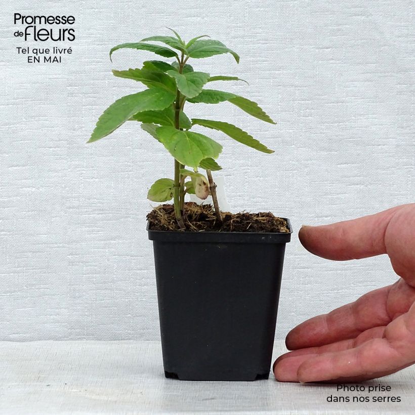 Spécimen de Nepeta subsessilis - Chataire subsessile  Godet de 8/9 cm tel que livré au printemps