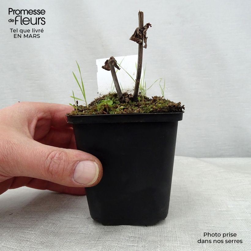 Example of Nepeta subsessilis Laufen - Chataire Godet de 8/9 cm as you get in printemps