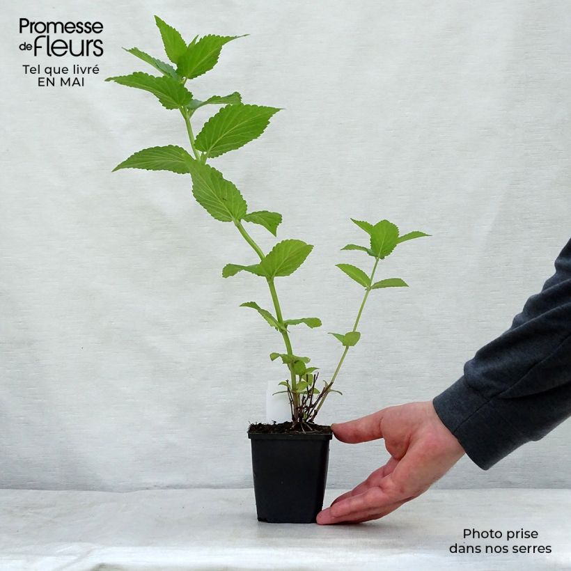 Example of Nepeta subsessilis Sweet Dreams - Chataire subsessile rose Godet de 8/9 cm as you get in printemps