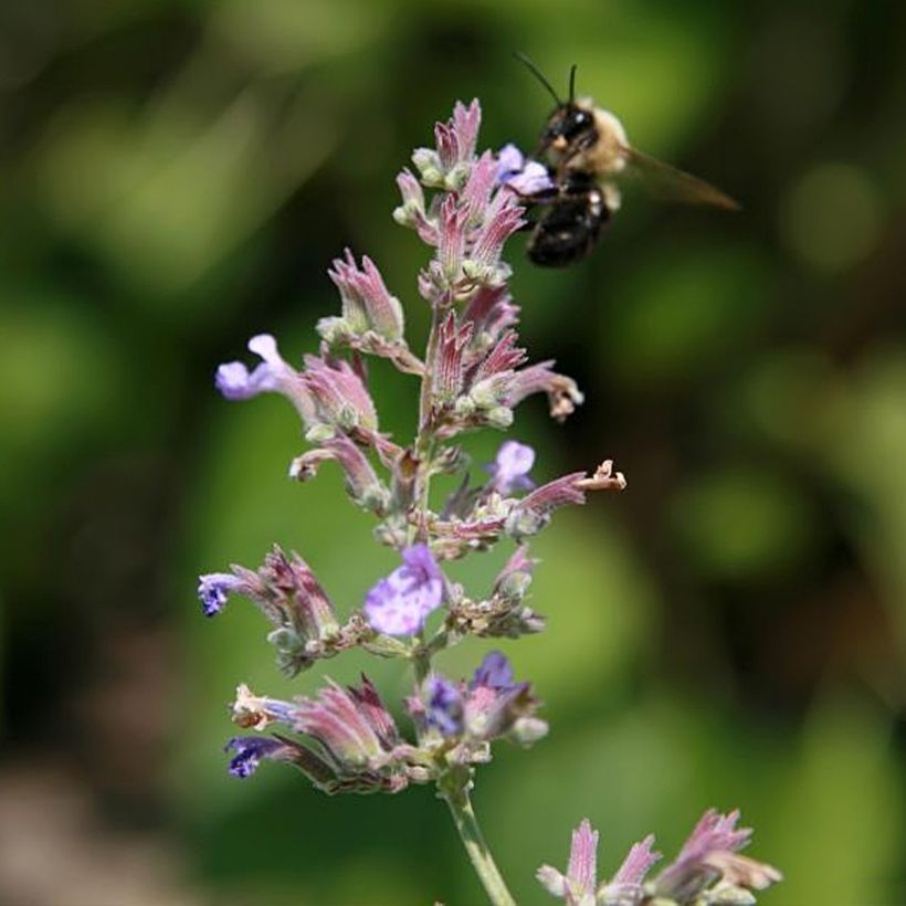 Nepeta x faassenii Dropmore (Flowering)