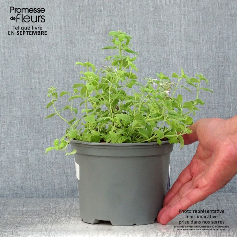 Spécimen de Nepeta x faassenii Limelight Pot de 2L/3L tel que livré en été
