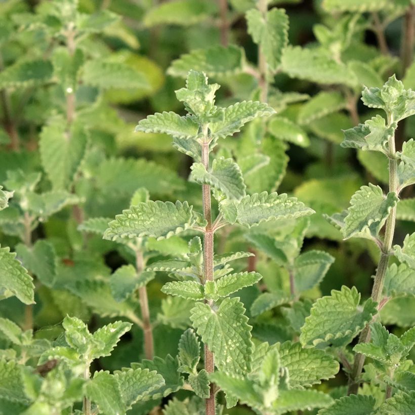 Nepeta faassenii Walker's Low (Feuillage)