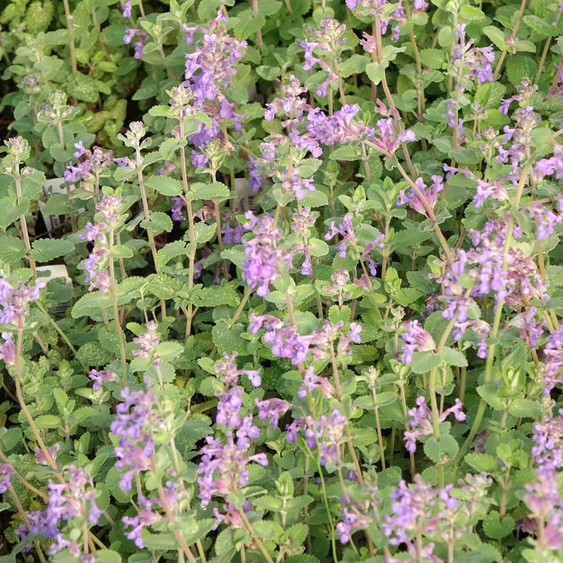 Nepeta faassenii Walker's Low (Floraison)