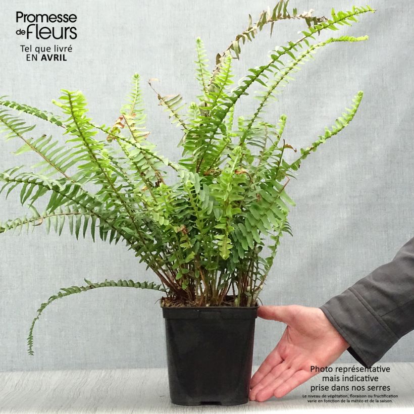Example of Nephrolepis cordifolia  Artic Jungle - Fougère de Boston rustique Pot de 2L/3L as you get in printemps