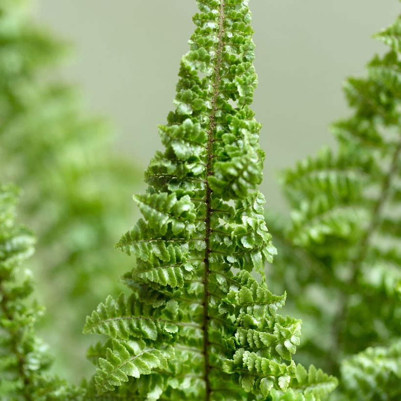 Nephrolepis exaltata Cotton Candy - Fougère de Boston (Feuillage)