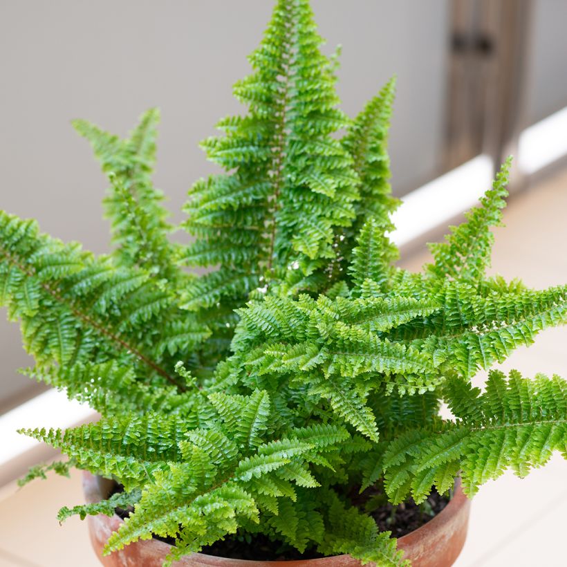 Nephrolepis exaltata Cotton Candy - Fougère de Boston (Port)