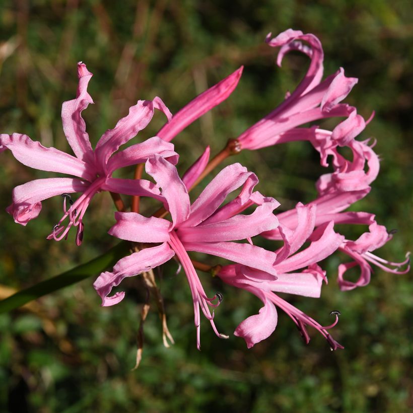 Nerine bowdenii Amandi - Lis de Guernesey (Flowering)