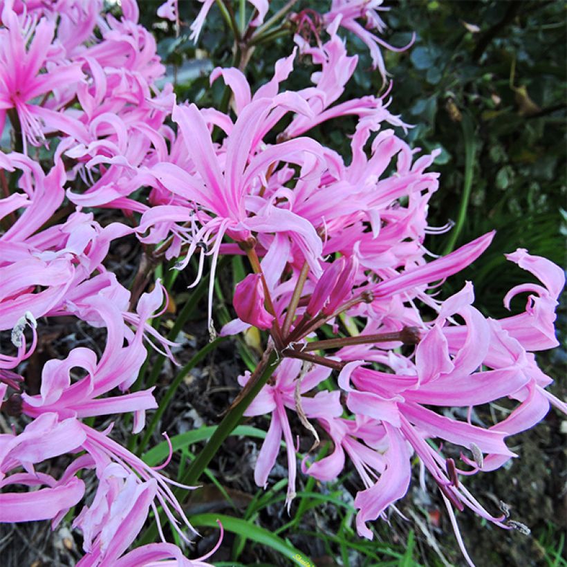 Nerine bowdenii type - Lis de Guernesey (Floraison)