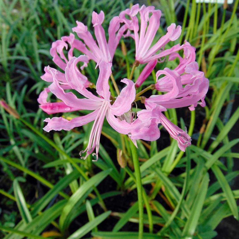 Nerine undulata - Nérine ondulée (Flowering)