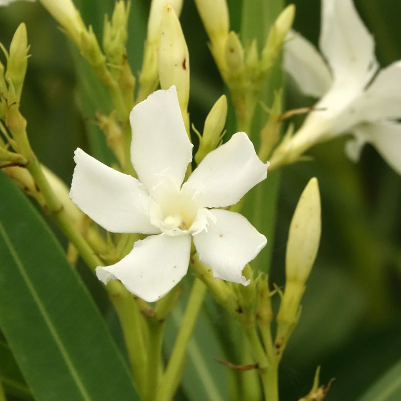 Laurier rose - Nerium oleander Blanc (Floraison)