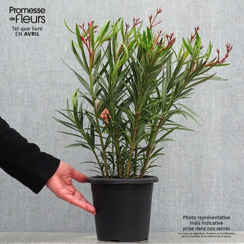 Spécimen de Laurier rose Soleil Levant - Nerium oleander Pot de 3L/4L, Buisson, Touffe tel que livré au printemps