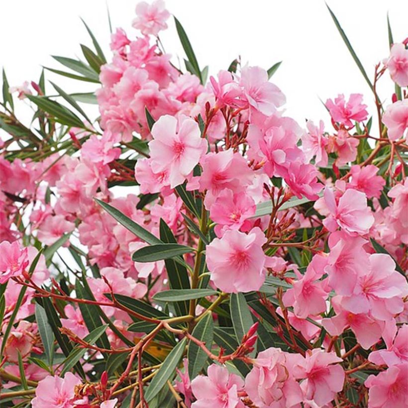 Laurier rose - Nerium oleander Rose (Floraison)