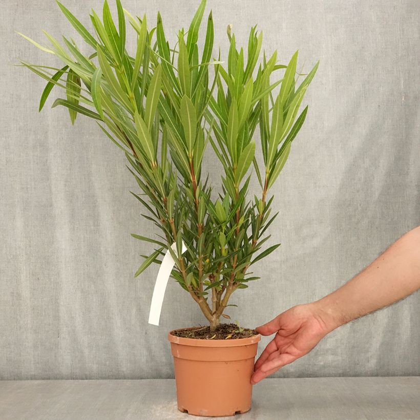 Spécimen de Laurier rose Provence - Nerium oleander Pot de 3L/4L, Buisson, Touffe tel que livré en été