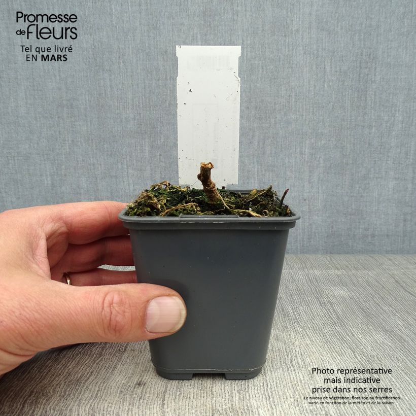 Spécimen de Nicotiana glauca - Tabac bleu, Tabac arborescent Godet de 8/9 cm tel que livré au printemps