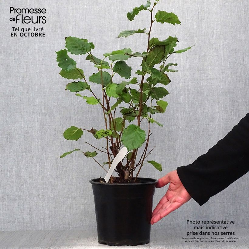 Spécimen de Noisetier Fertile de Coutard Pot de 3L/4L, Buisson tel que livré en automne