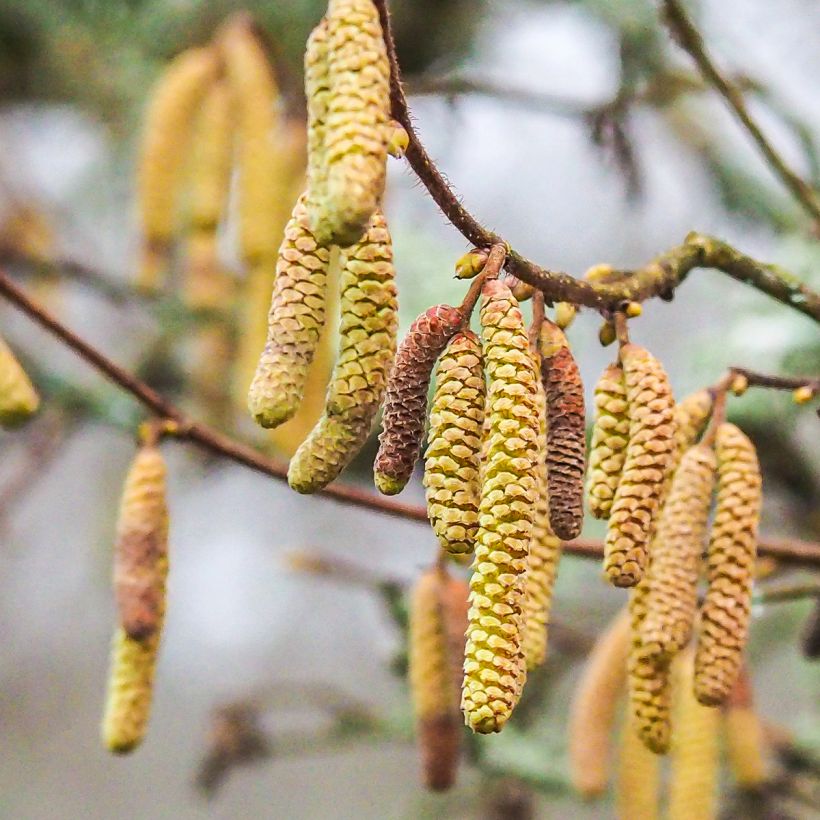 Noisetier commun - Corylus avellana Longue d'Espagne (Flowering)