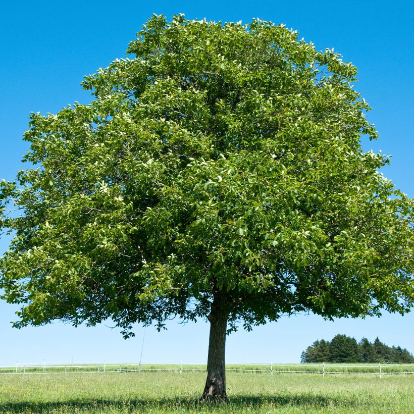 Noyer commun Corne - Corne du Périgord (Plant habit)