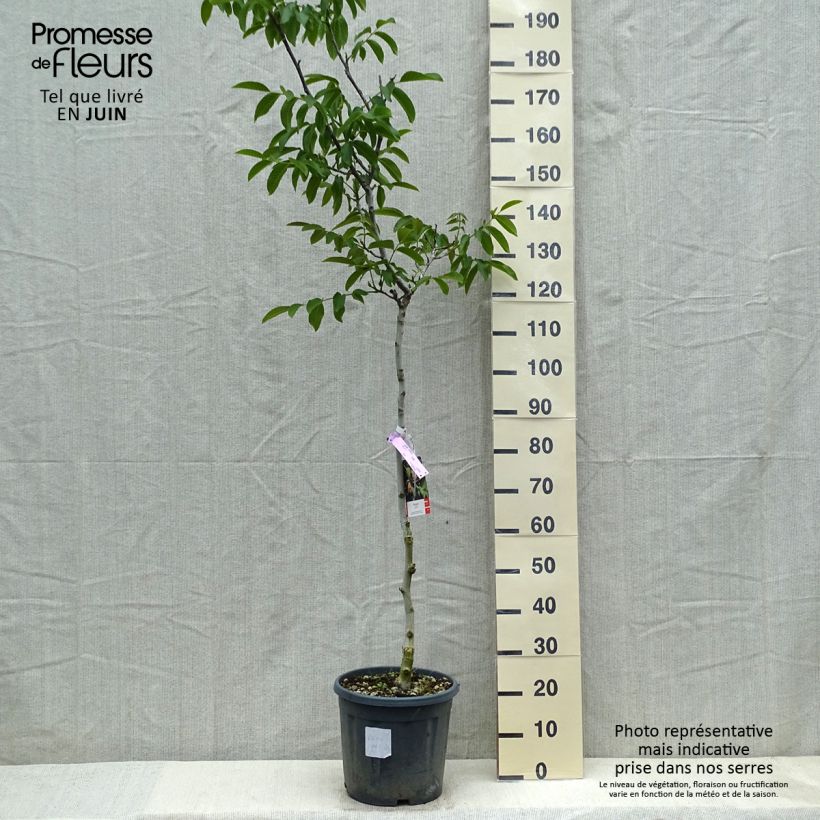 Example of Noyer commun - Juglans regia Chandler Pot de 7,5L/10L, Demi-Tige as you get in printemps