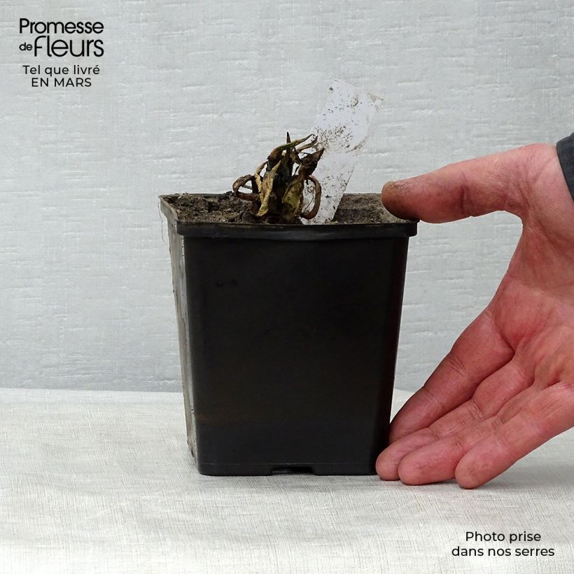 Example of Nuphar lutea - Nénuphar jaune   Godet de 8/9 cm as you get in printemps