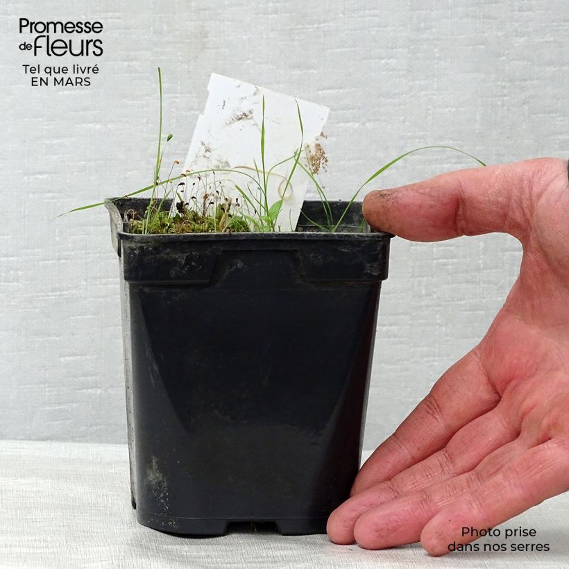 Spécimen de Nymphaea Aurora - Nénuphar orange Godet de 8/9 cm tel que livré au printemps