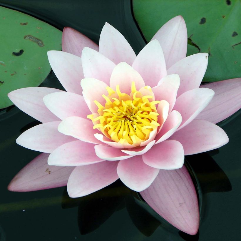 Nymphaea Berthold - Nénuphar rose, nain rustique (Floraison)