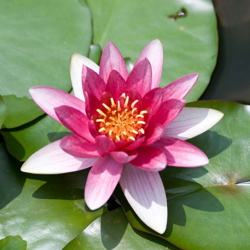 Nymphaea Burgundy Princess - Nénuphar rustique (Floraison)