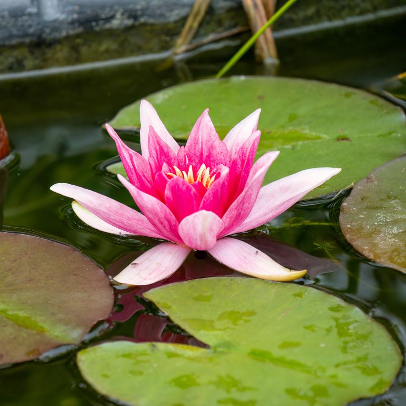 Nymphaea Charles de Meurville - Nénuphar rustique (Floraison)