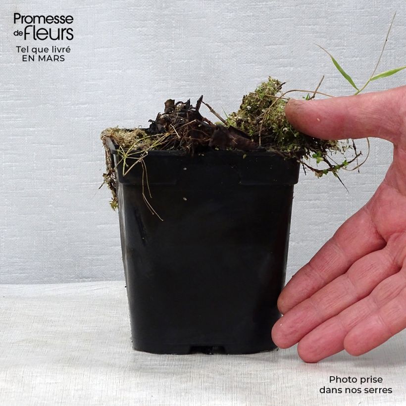 Spécimen de Nymphaea Colonel A.J. Welch - Nénuphar jaune Godet de 8/9 cm tel que livré au printemps