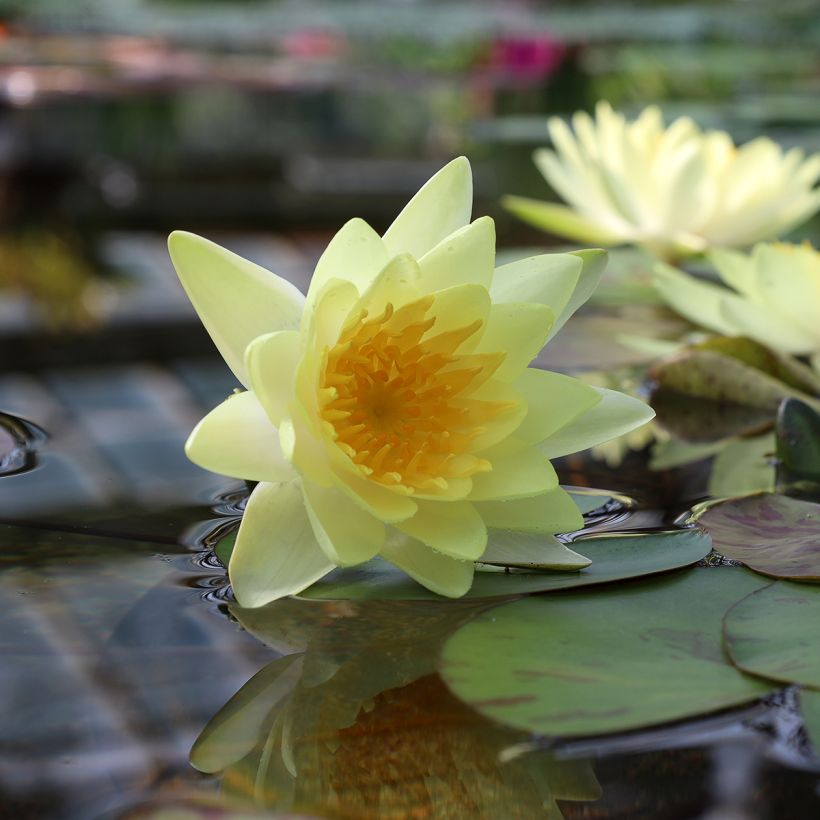 Nymphaea Double Yellow - Nénuphar rustique jaune double (Floraison)