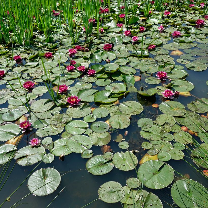 Nymphaea Eros - Nénuphar rustique rose soutenu (Port)