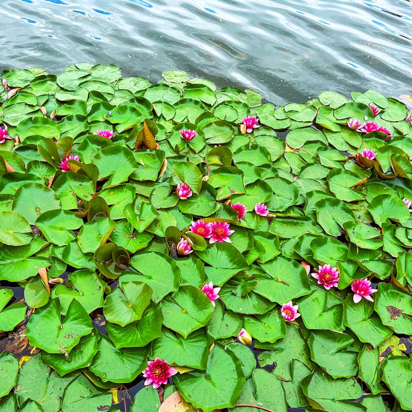 Nymphaea Escarboucle - Nénuphar rustique rouge (Port)