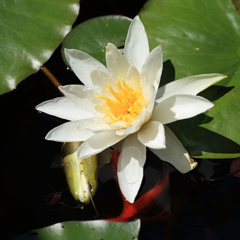 Nymphaea Evelyn Stetson - Nénuphar rustique blanc (Floraison)
