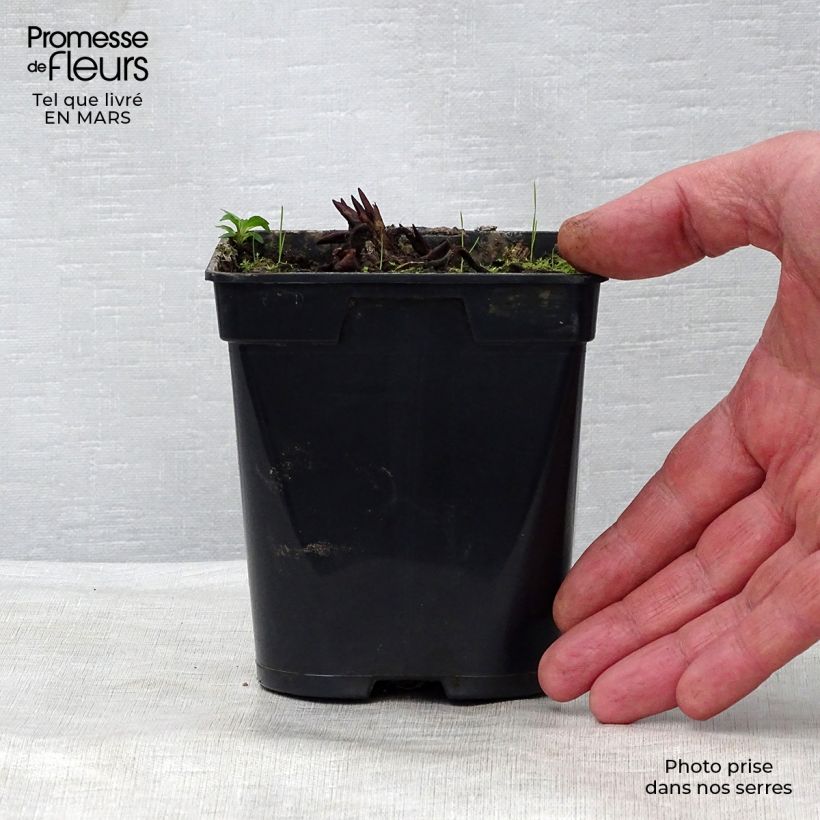 Example of Nymphaea Fabiola - Nénuphar rose Godet de 8/9 cm as you get in printemps