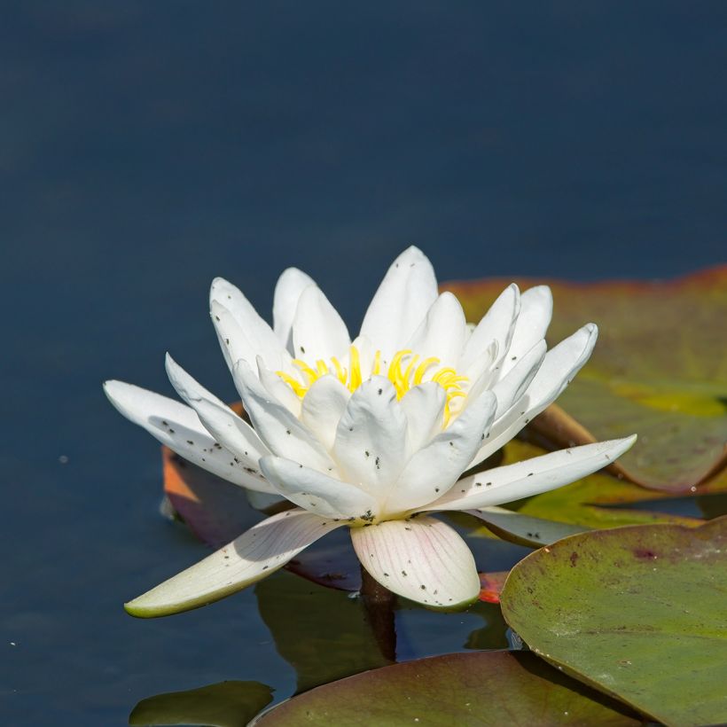 Nymphaea Gladstoniana - Nénuphar rustique (Floraison)
