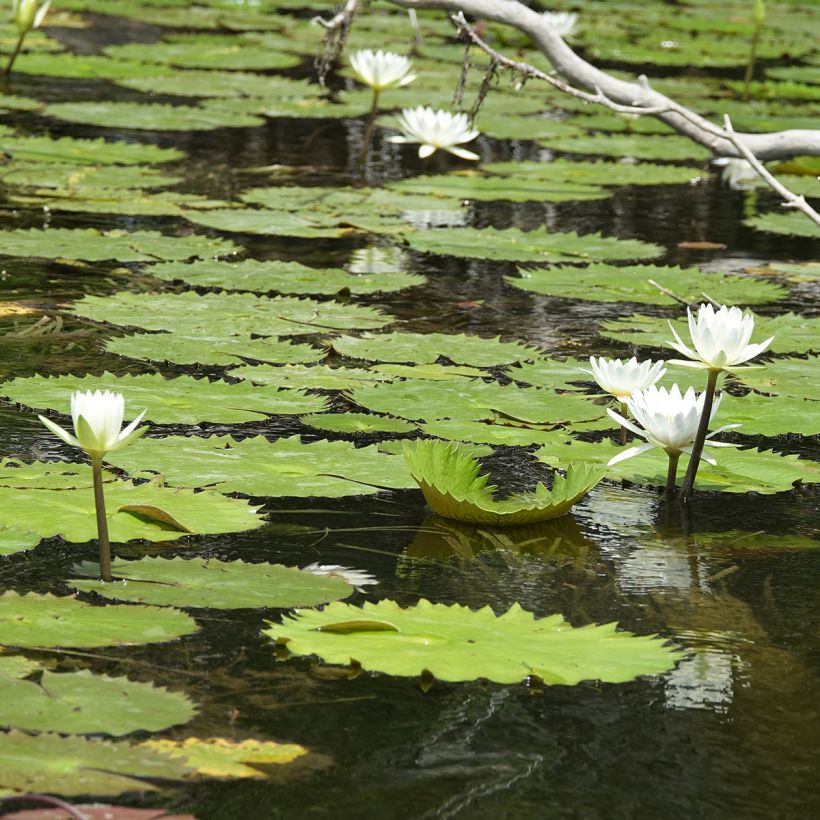Nymphaea Hal Miller - Nénuphar blanc rustique (Port)
