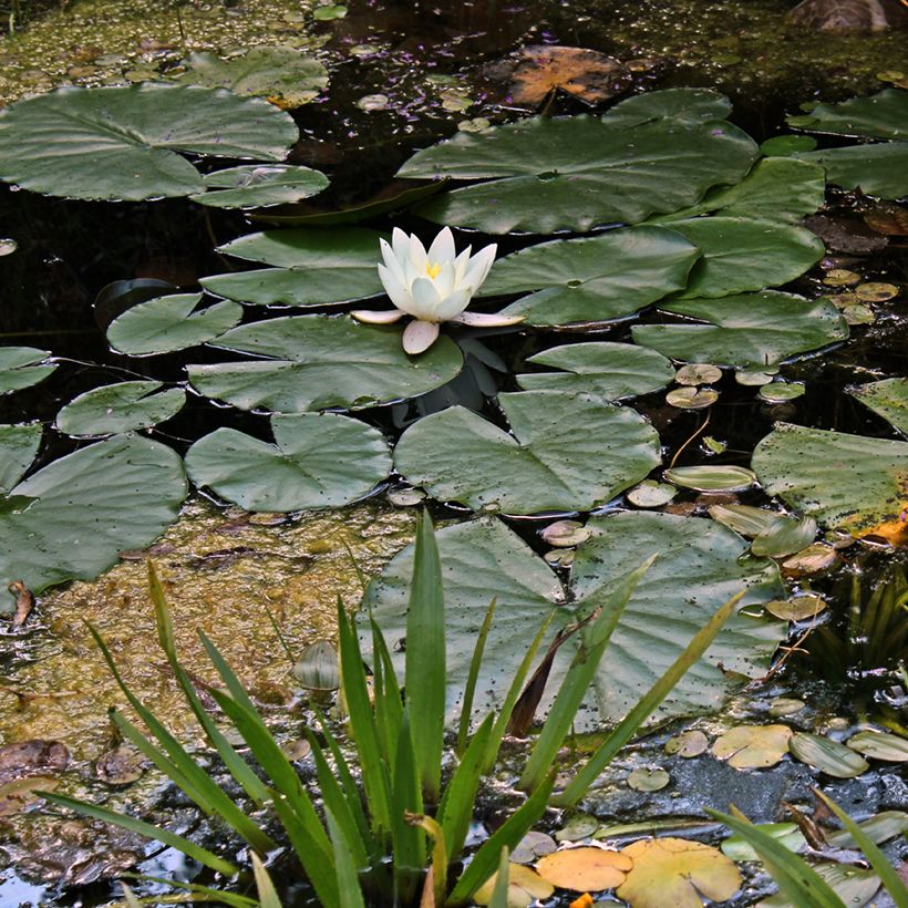 Nymphaea Hermine - Nénuphar blanc rustique (Plant habit)