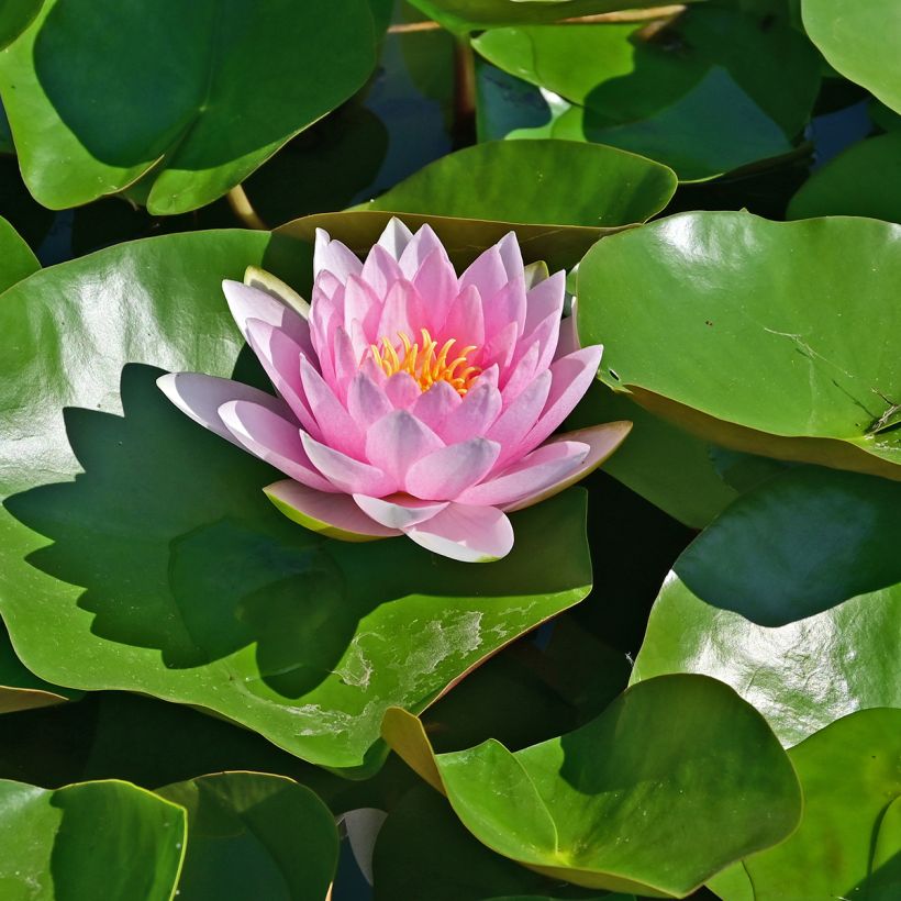 Nymphaea Hollandia - Nénuphar rustique (Floraison)