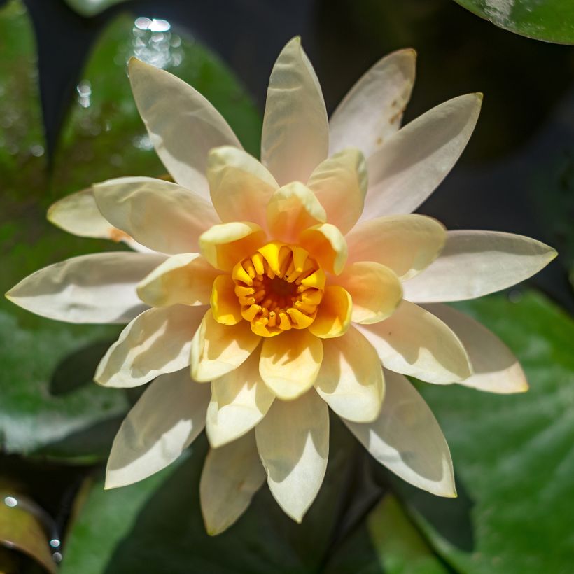 Nymphaea Lemon Chiffon - Nénuphar rustique jaune (Floraison)
