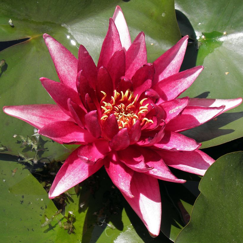 Nymphaea Perry's Red Glow - Nénuphar rustique rouge (Feuillage)