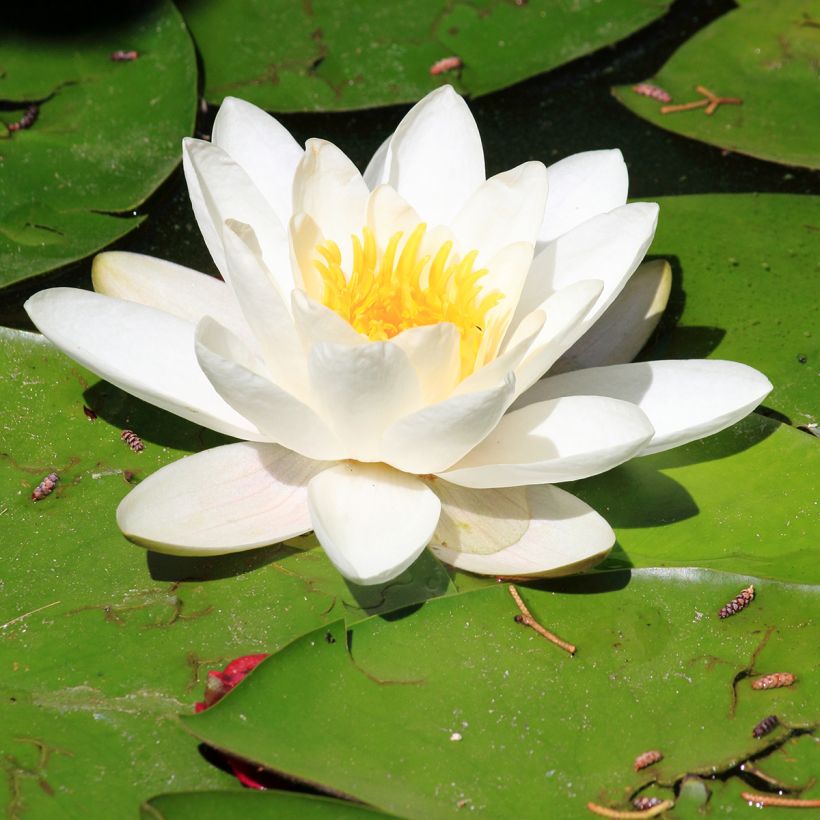 Nymphaea Pygmaea Alba - Nénuphar nain rustique (Floraison)