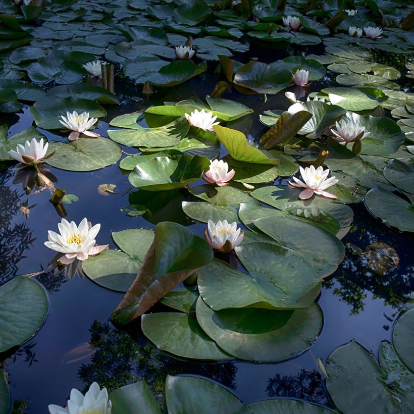 Nymphaea Virginalis - Nénuphar rustique (Plant habit)