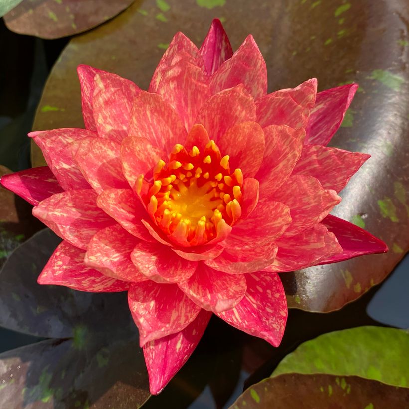 Nymphaea Wanvisa - Nénuphar rustique (Floraison)