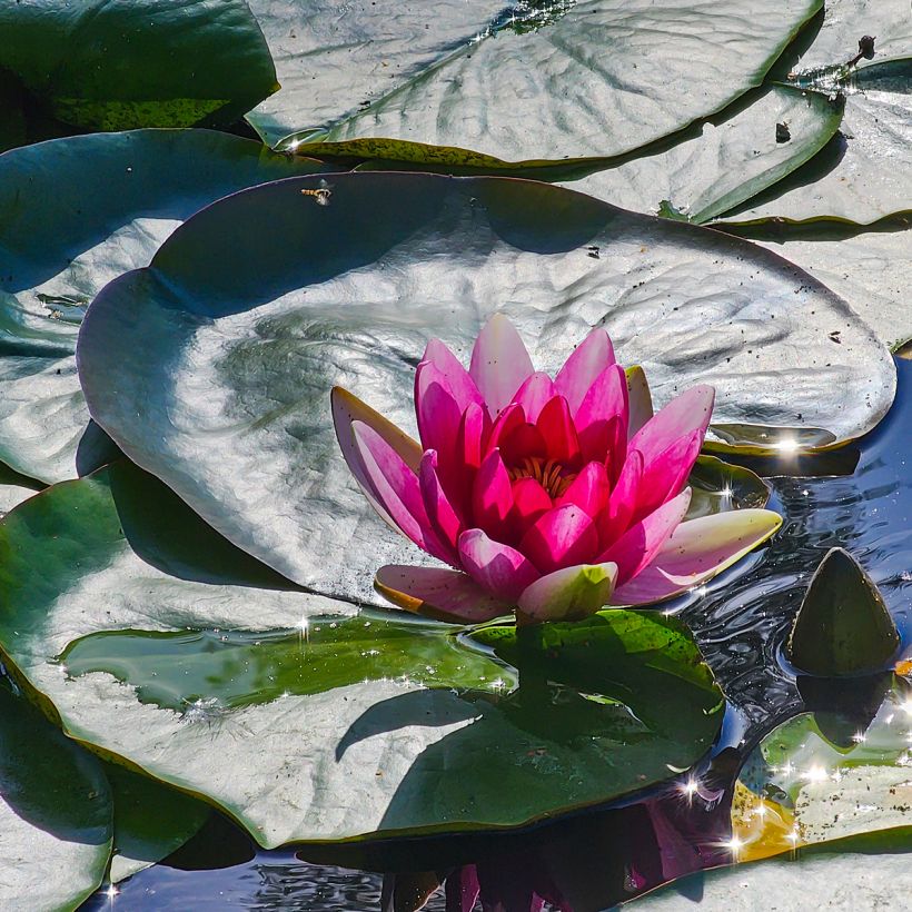 Nymphaea Escarboucle - Nénuphar rustique rouge (Floraison)