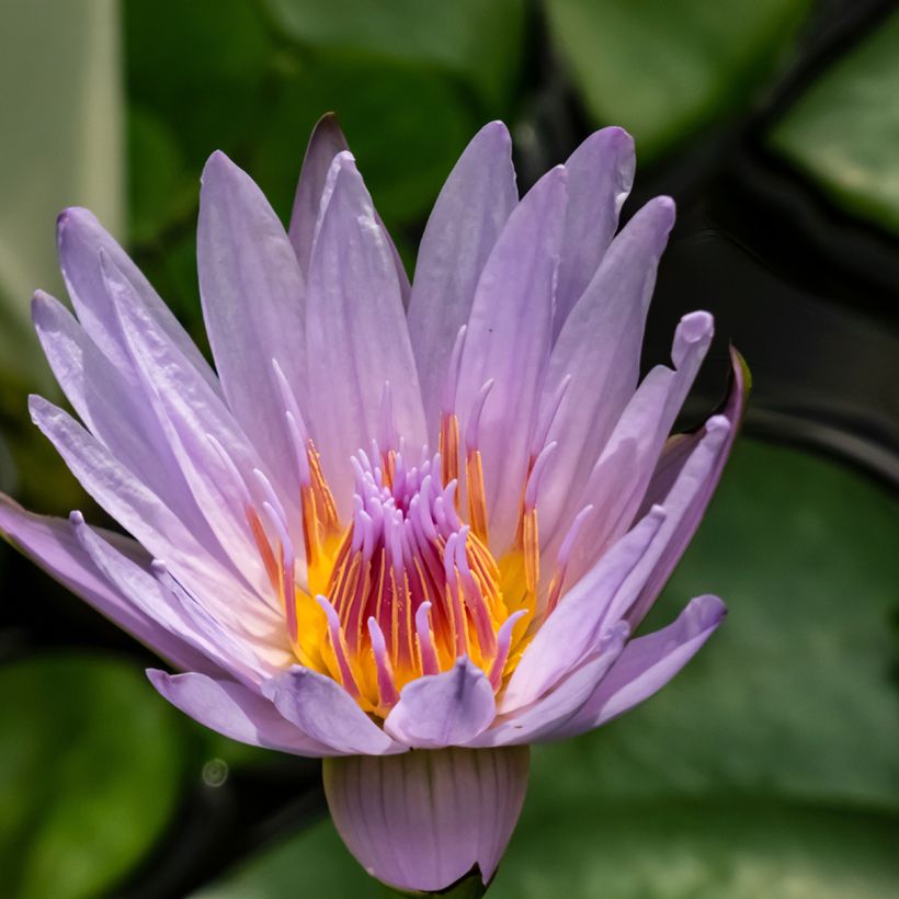 Nymphaea colorata - Nenuphar bleu tropical (Flowering)