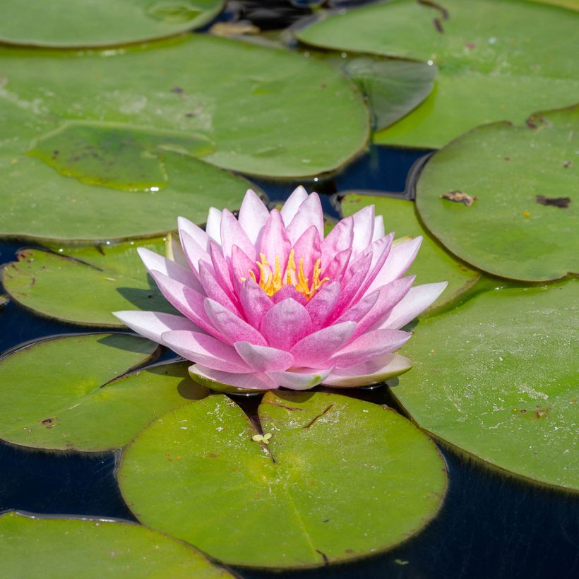 Nymphaea Odorata Suavissima - Nénuphar rustique rose (Floraison)